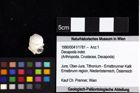 Foto (Objket + Etiketten) von Goniodromites bidentatus (Reuss, 1858) 